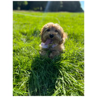 Bambina
