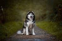Kyto