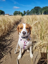 Pippa