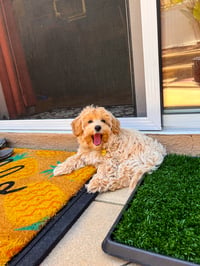 Nala
