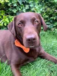 Rosie