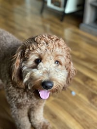 Maia