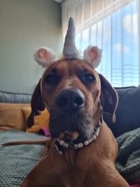Fenna
