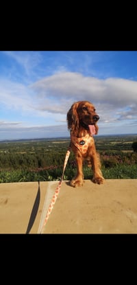 Lucy