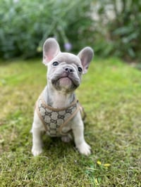 Giovanni