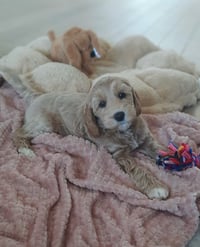 Maya