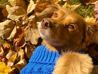 Duke