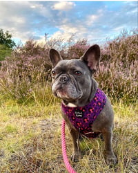 Lola