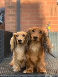 Sid and Tillie