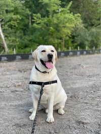 Yogi