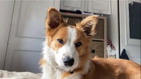 Stella