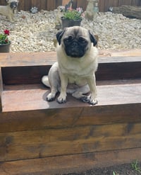 Lola