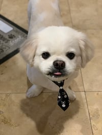 Oscar