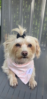 Tinkerbell