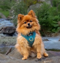 Teddy