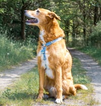 Shiloh