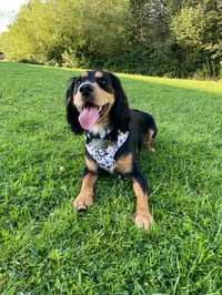 Pedro