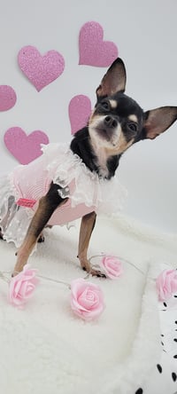 Roxy