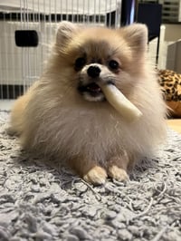 Bobbi