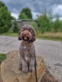 Mixie