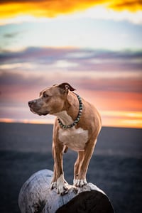 Indie