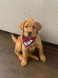 Mack