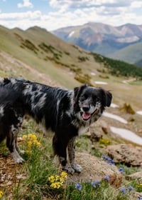 Maggie