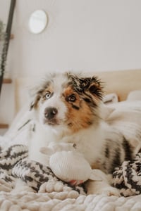 Novi