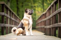 Jaxx