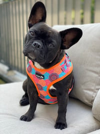 Bowie