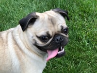 Lexi