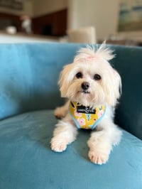 Lulu