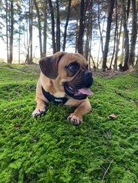 Axel
