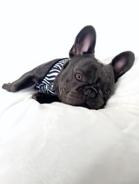 Buddy Blue