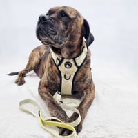 Buster