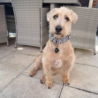 Marvin