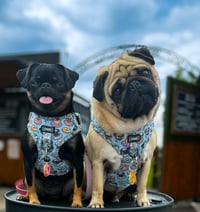 Reggie & Frankie