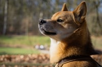 Suko