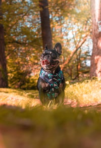 Hugo