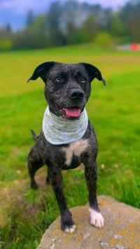 Pheobe