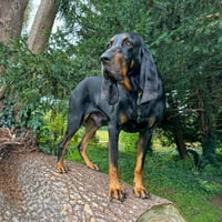 Odin