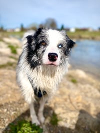 Mochi