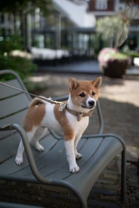 Mochi