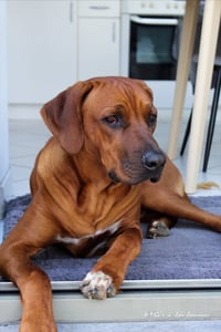 Rex