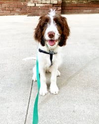 Jack