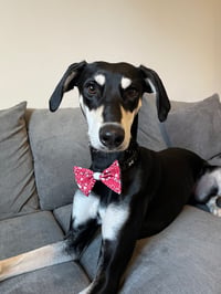 Milo