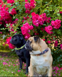 Bobo und Blacky