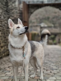 Atlas