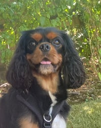 Alfie