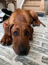 Léon
